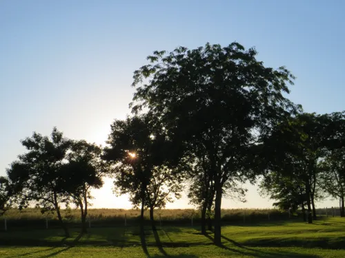 Trees at Adam ondi Ahman