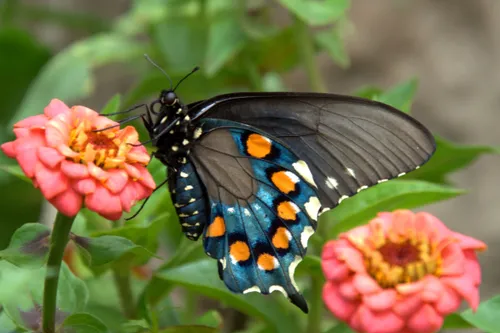 butterfly on a pink flower