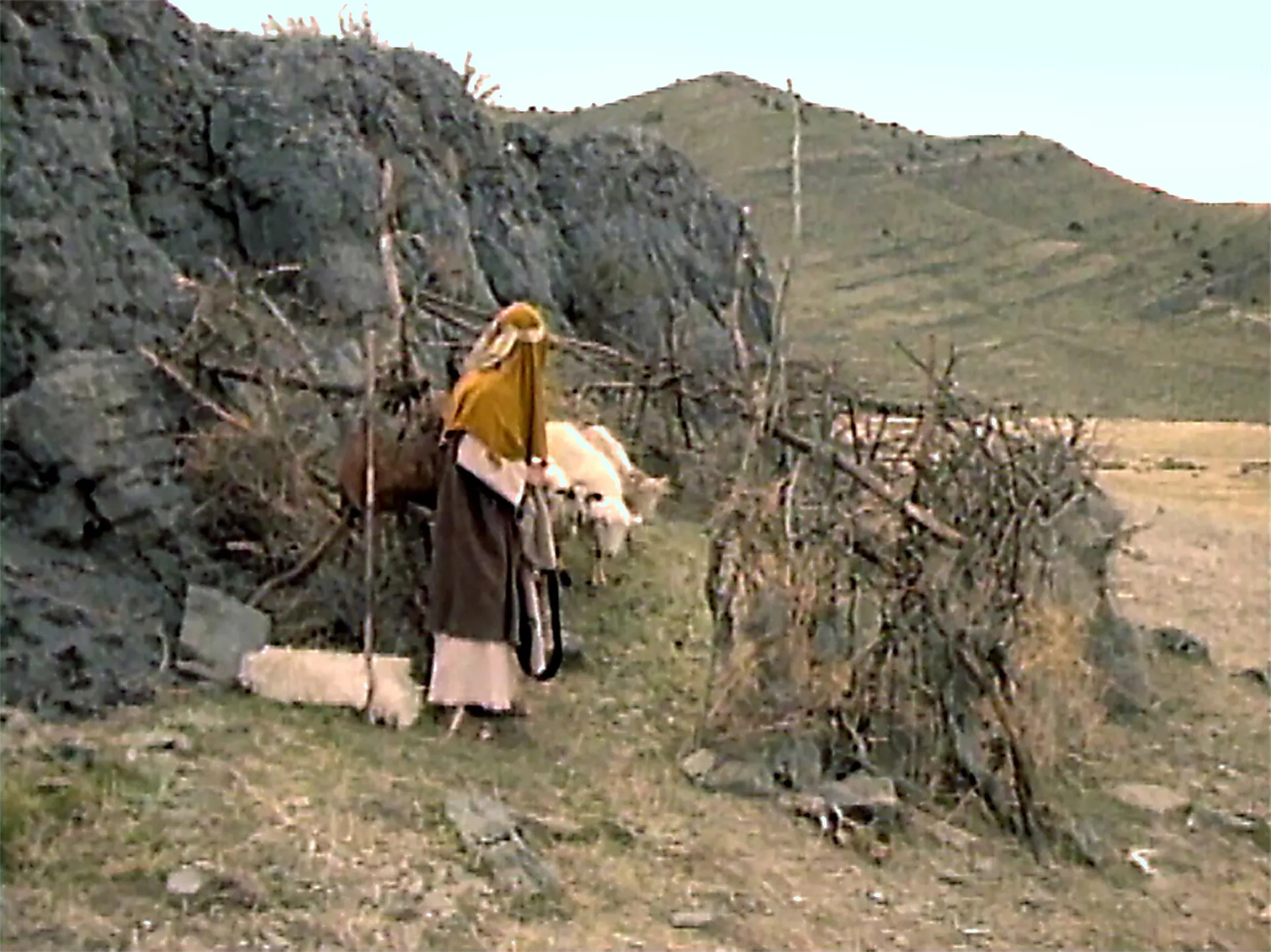 A shepherd leading his sheep. © undefined ipCode 1.