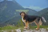 dog on a mountain