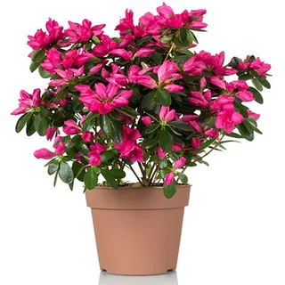 flowers in a pot