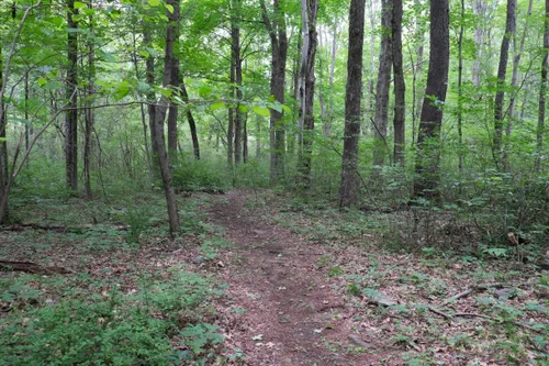 outdoor grove area at the Aaronic Priesthood Restoration Site