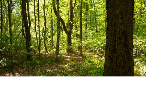 Priesthood restoration site