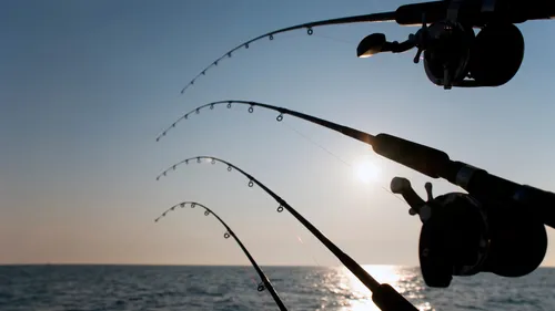 multiple fishing rods