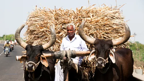 oxen yoked together pulling a cart