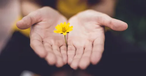 hands cupping yellow flower