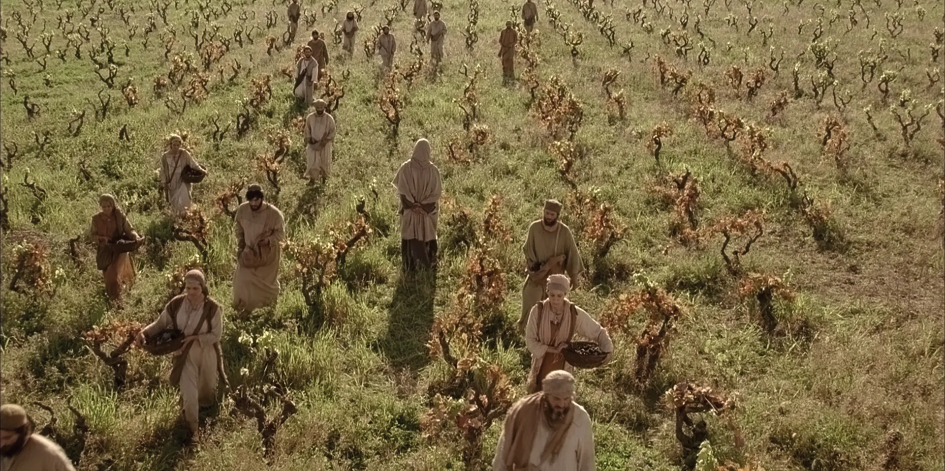 People labor in the vineyard.