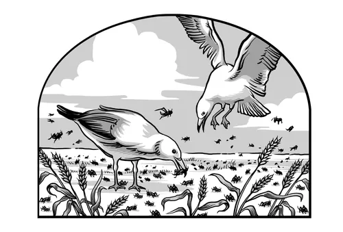 seagulls eating crickets