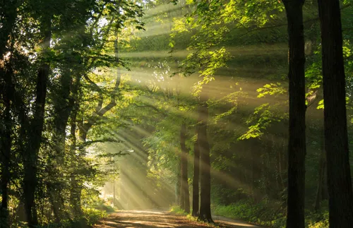 light filtering through trees in a forest