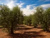 olive trees