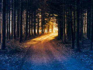 sunlight falling onto a path in the forest