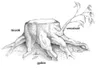 stump