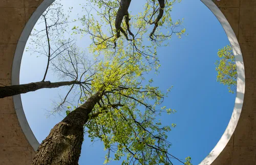 tree growing through a hole in a roof