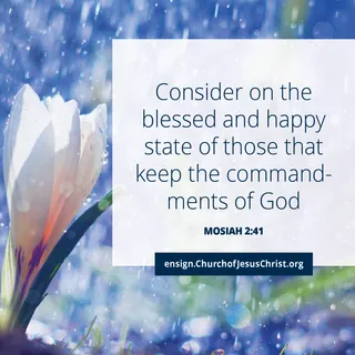 flowers being sprinkled with water