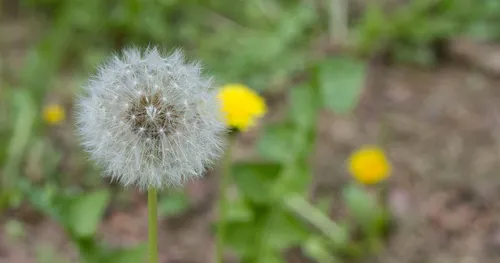 A dandelion weed.