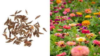 Zina Flowers and Zina Seeds