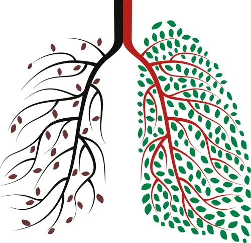 illustration of lungs