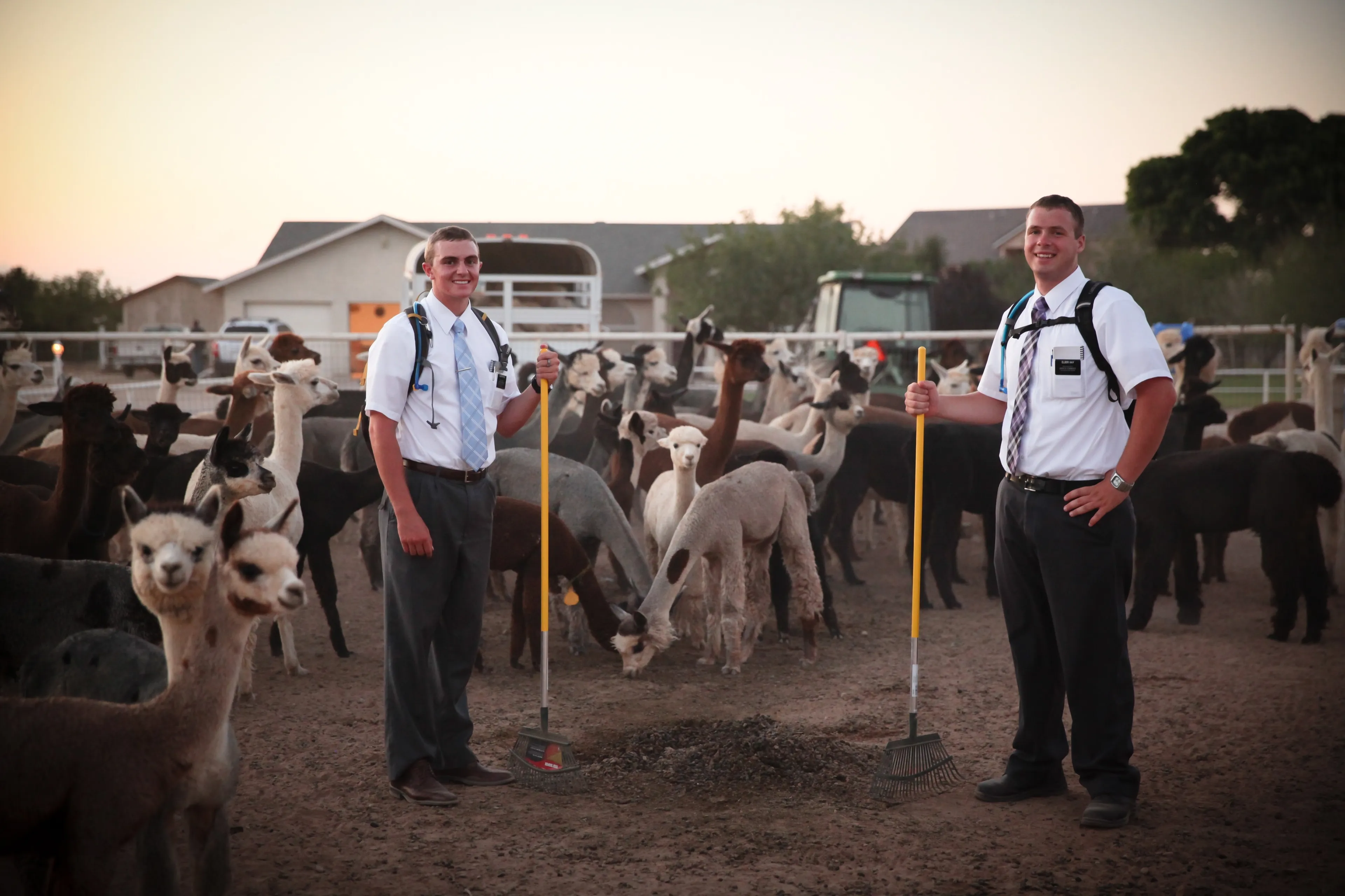 Two elder missionaries standing with rakes at a llama and alpaca farm.