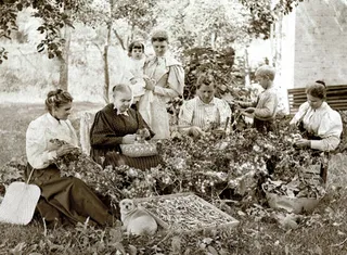 women harvesting silk
