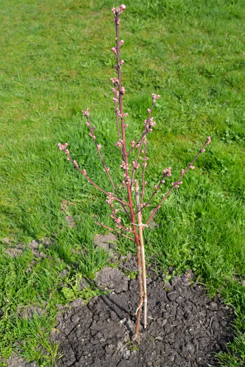 peach tree sapling