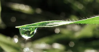 dew drop falling from leaf