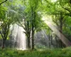 sunlight filtering through trees