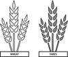 wheat and tares
