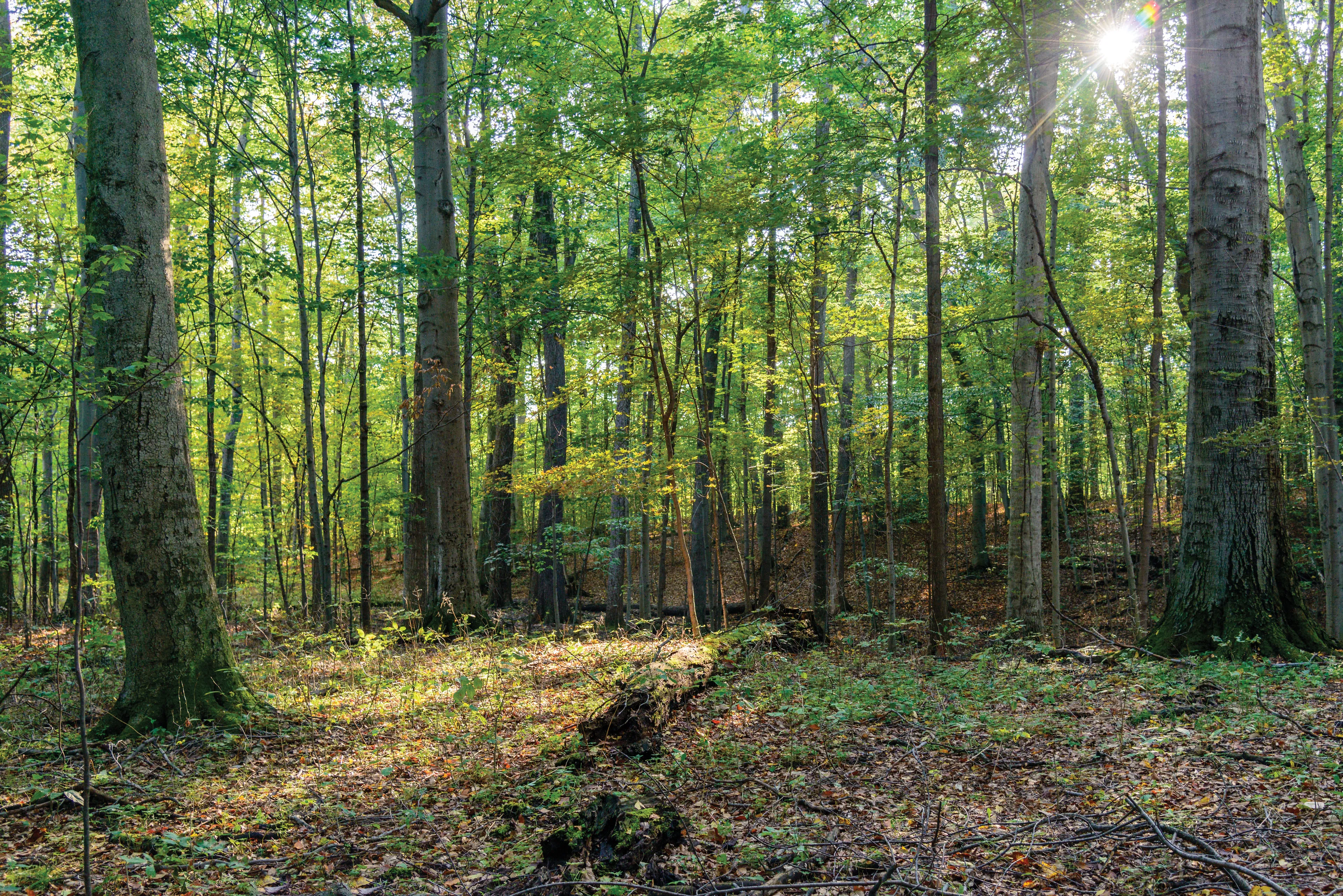 The Sacred Grove in Palmyra, New York.