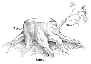 tronco com raízes e um renovo