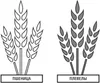 пшеница, плевелы