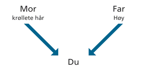 oversikt, foreldre, egenskaper, deg