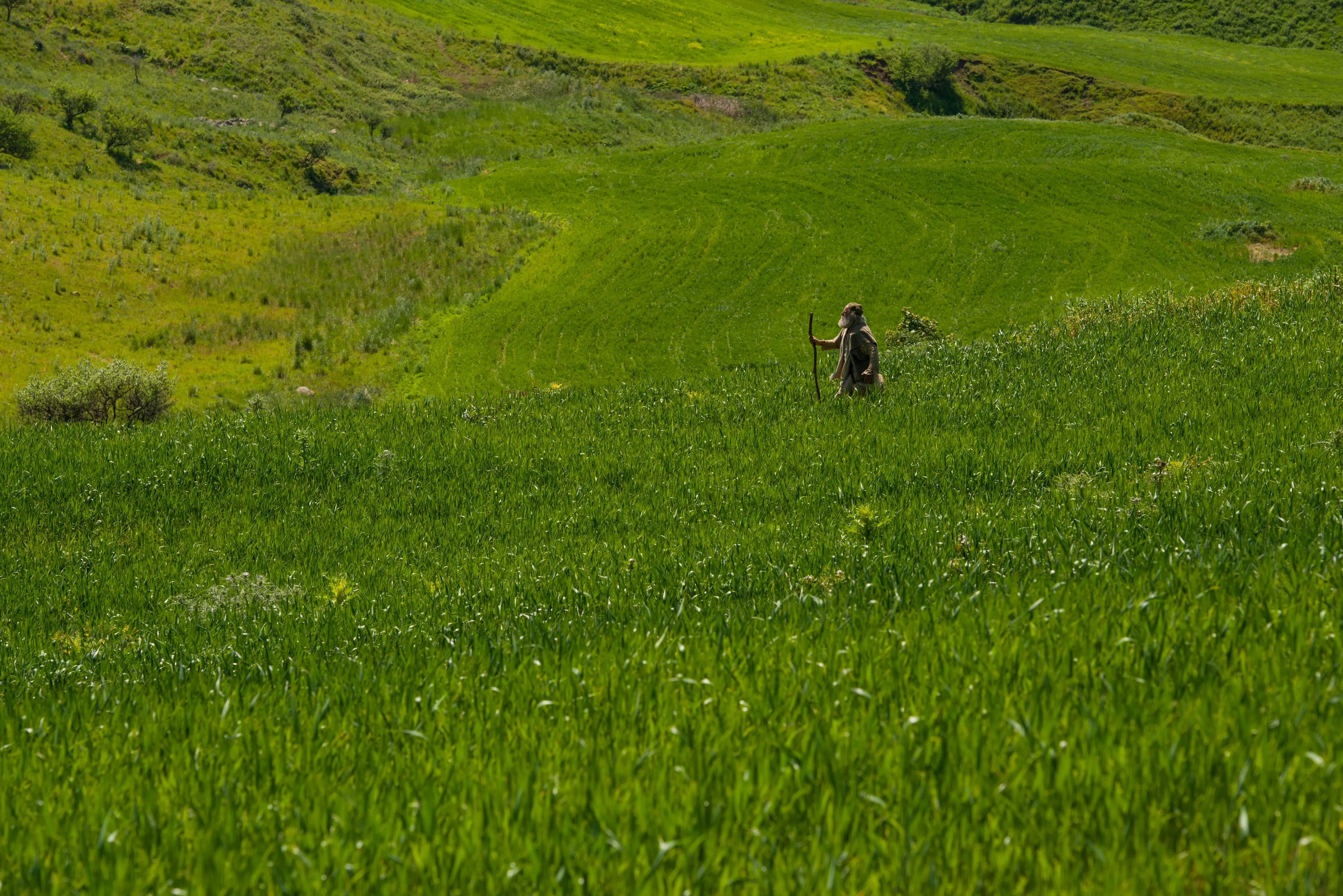 The shepherd searches for his lost sheep.
