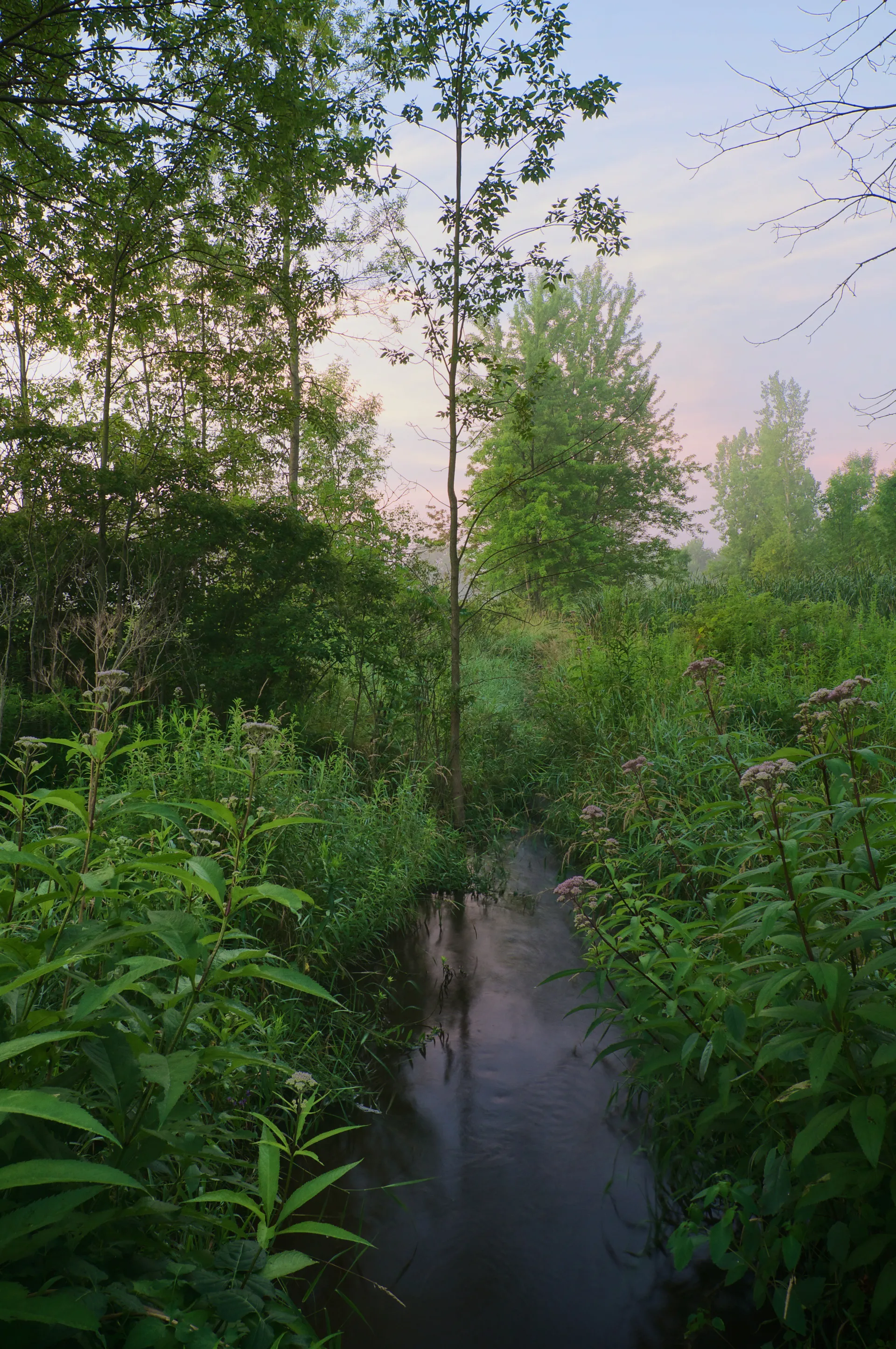 A view of the Sacred Grove in Palmyra, New York.