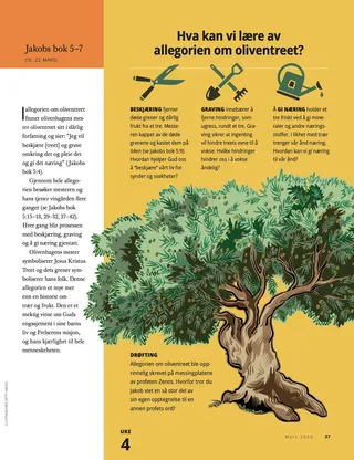 What Can We Learn from the Allegory of the Olive Tree