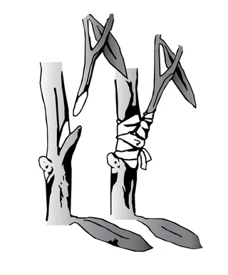 Illustration of a graft