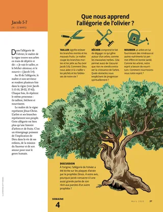 What Can We Learn from the Allegory of the Olive Tree
