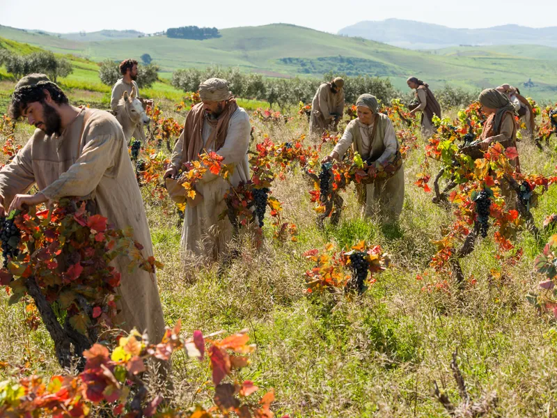 Laborers working in a vineyard