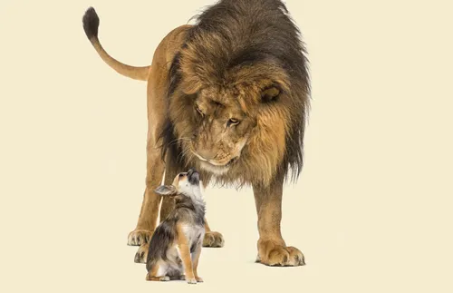 lion and dog
