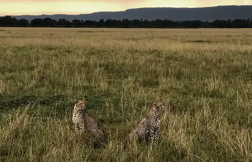 Cheetahs watched by Elder and Sister Bednar