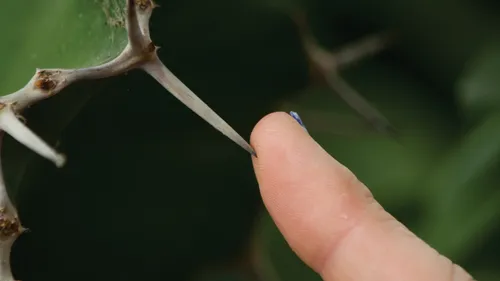 a thorn pricking a finger