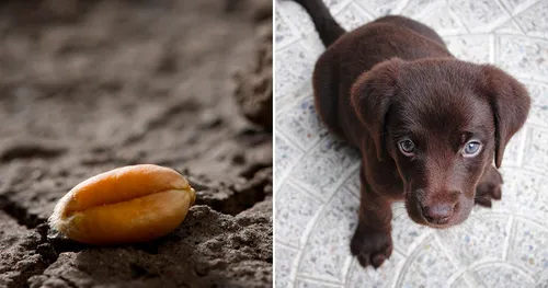 binhi sa yuta, tabunon [brown] nga itoy