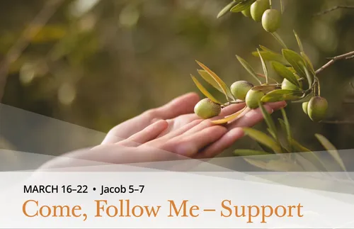 hands holding olive tree shoot