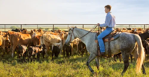 boy on horse at cattle ranch