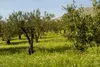 olive vineyard