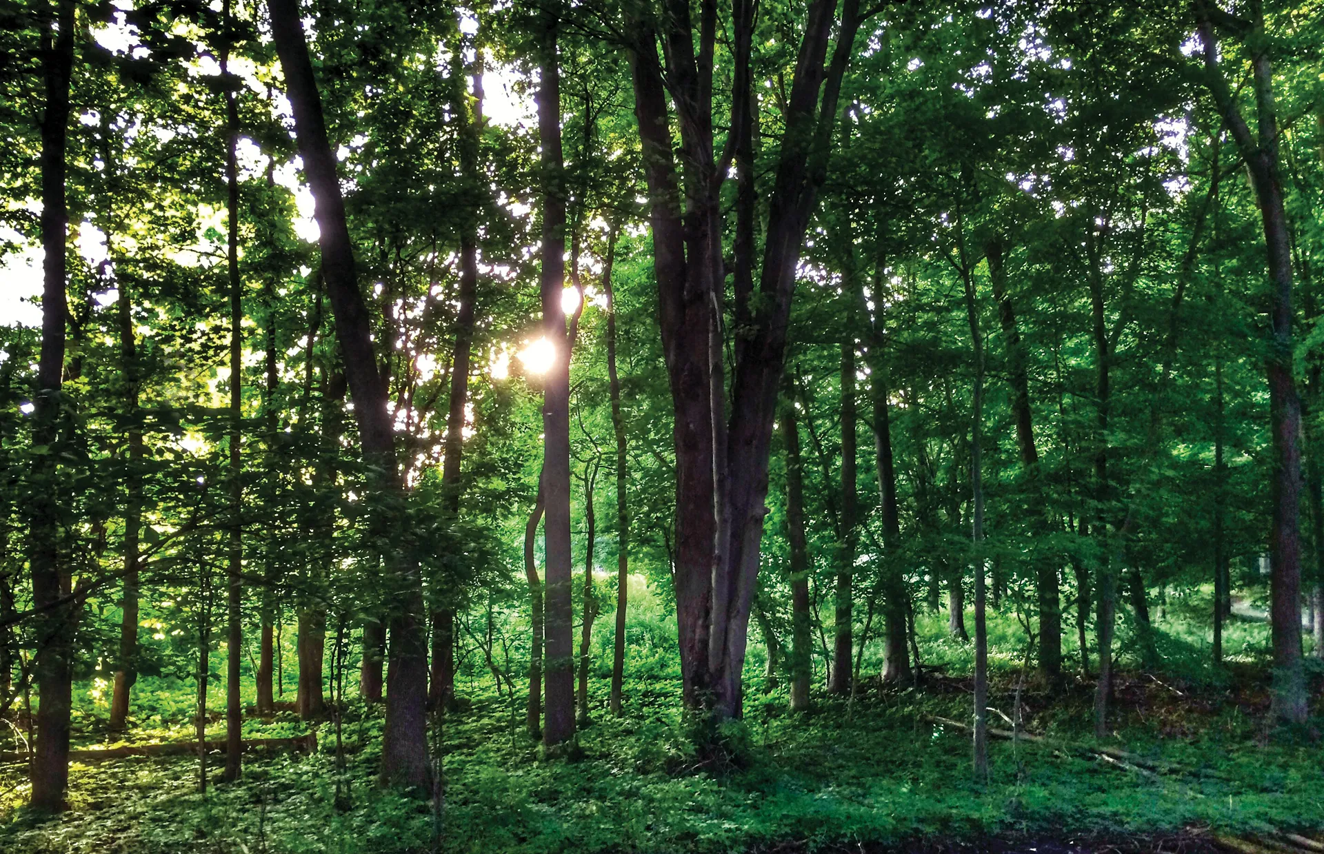 Sunlight showing through the trees in the Sacred Grove.