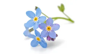 Three forget-me-flowers