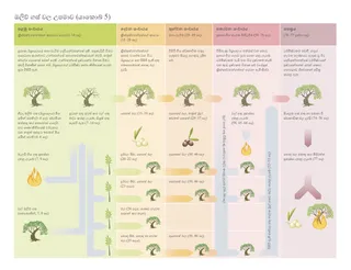ඔලිව් ගසේ උපමාවේ රූප සටහන