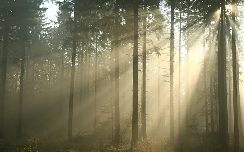 Sun shine through the trees of a forest
