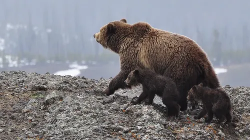 bear and cubs