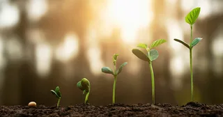 성장의 여러 단계에 있는 어린 식물